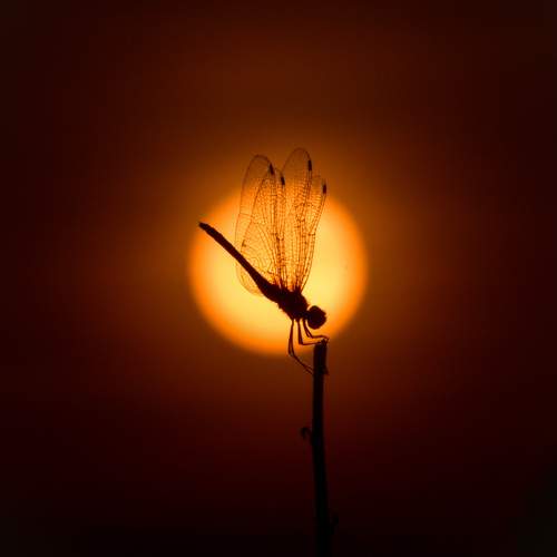 The Vitruvian Dragonfly