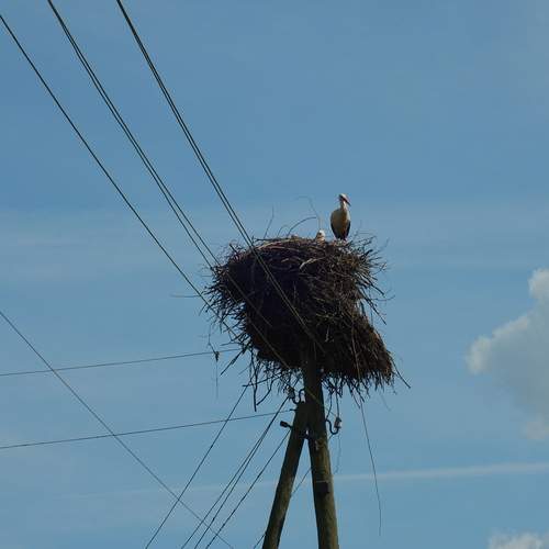 Photo #12582462