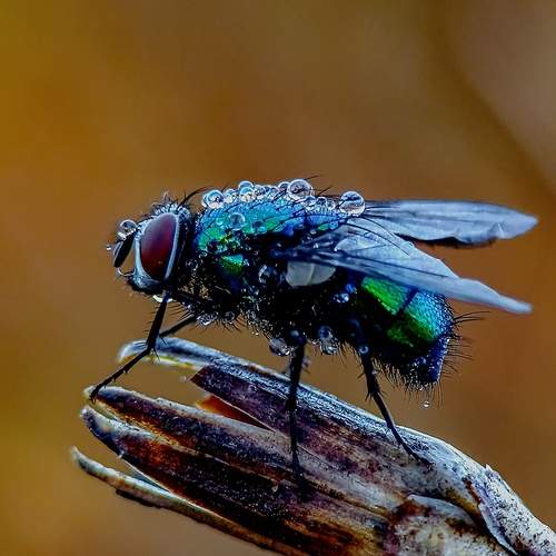 Photo #12582510