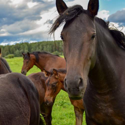 Лошади на выпасе.
