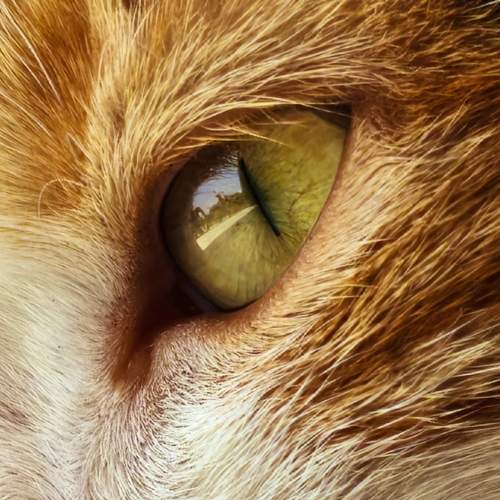 Photo #12582872