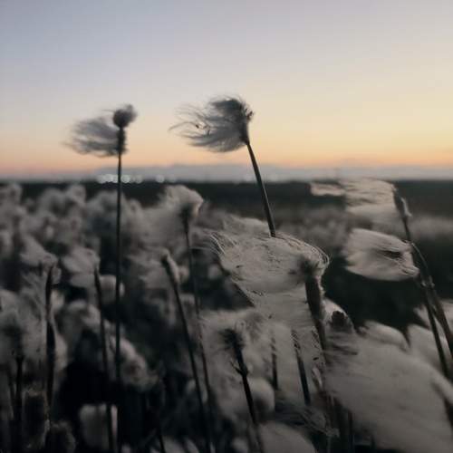 Photo #12583208