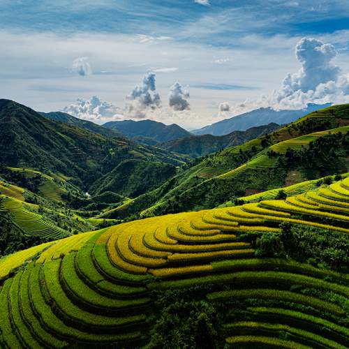 The ripe rice season in Northwest Vietnam