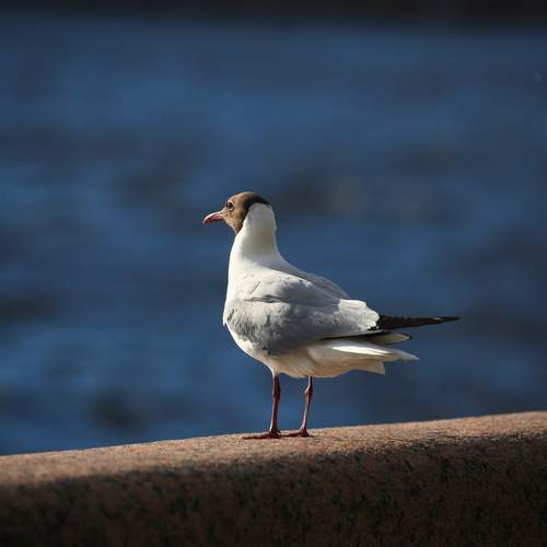 Photo #12584112