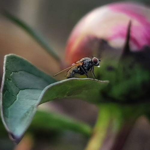 Photo #12584138