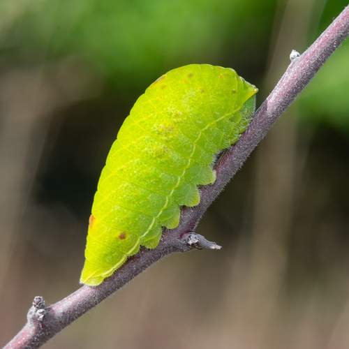 Photo #12584298