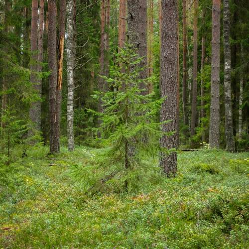 Young Spruce in a Pine Forest