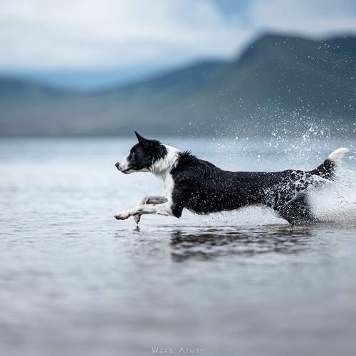 Photo #12585005