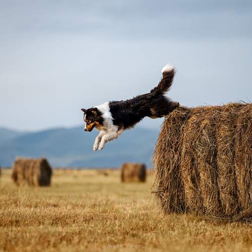 Photo #12585012