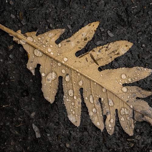 Gotas de otoño