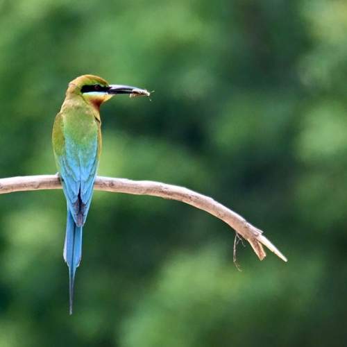 Blue-tailed beauty