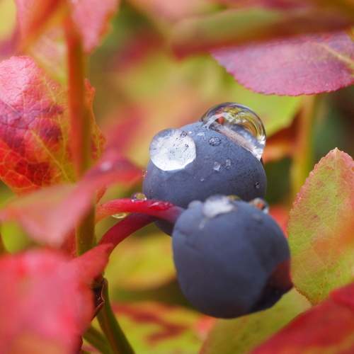 Photo #12586002