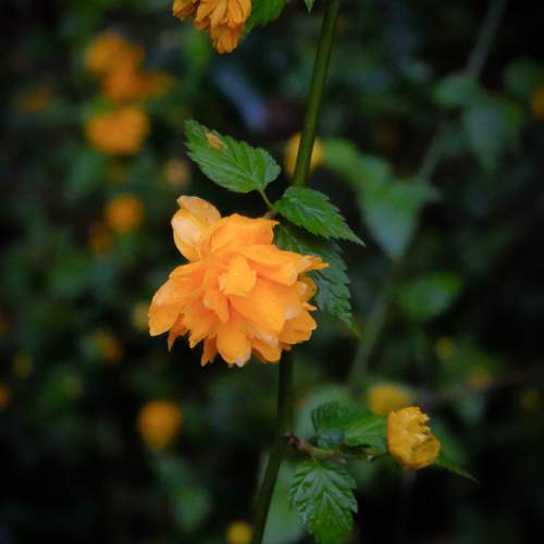 Coronita de oro