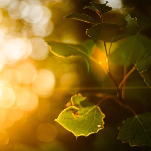 Photo #12586120