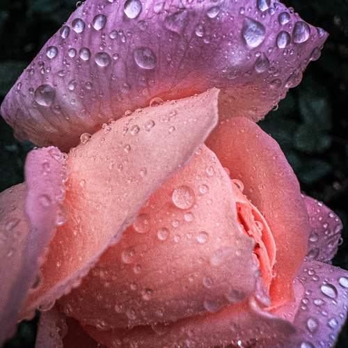 Photo #12586613