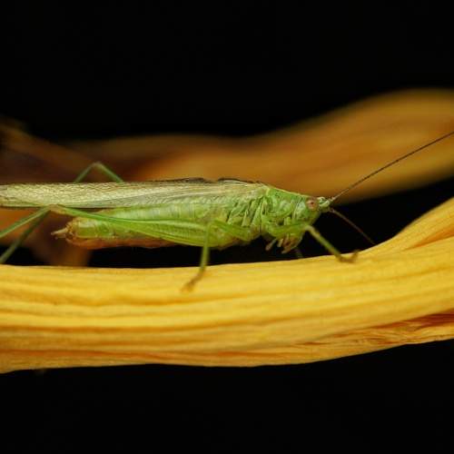 Photo #12587065