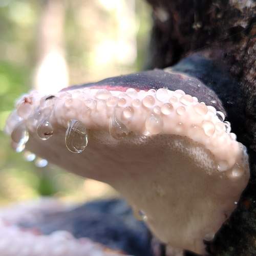 Photo #12587522