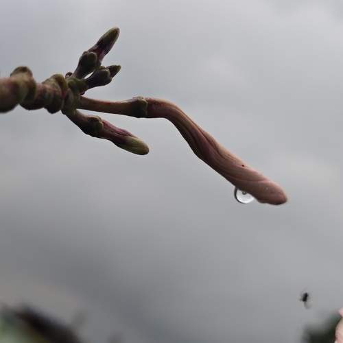 Blooming bud