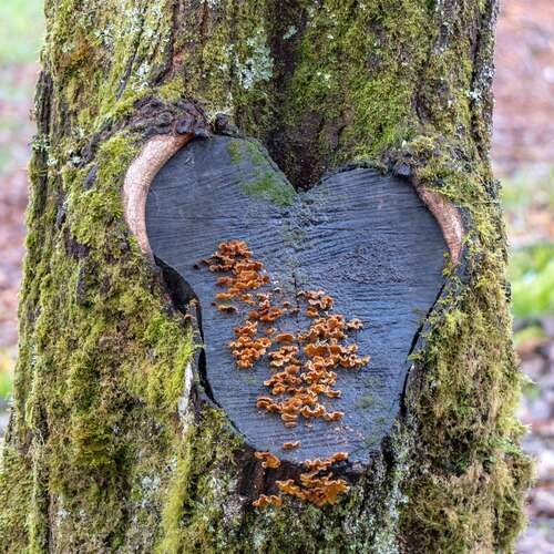 Corazón del bosque