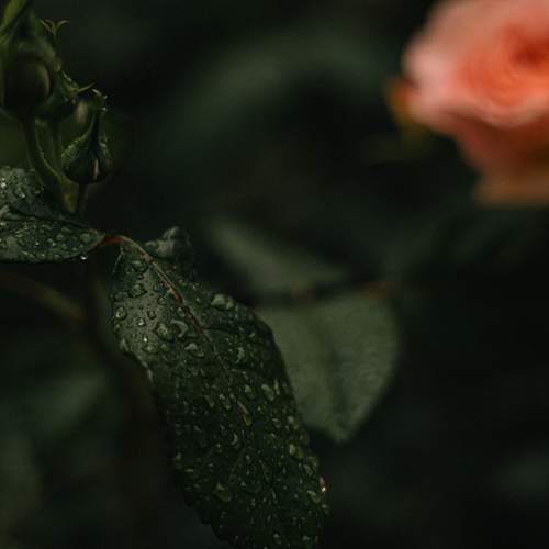 Photo #12589917