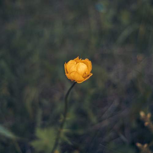 Photo #12590170