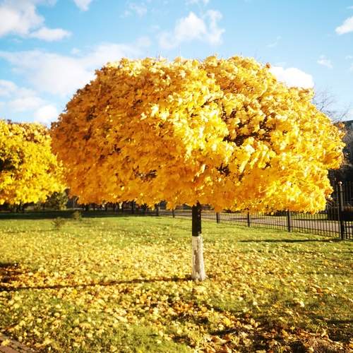 Photo #12590230