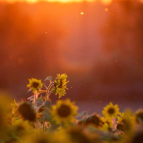Photo #12590315