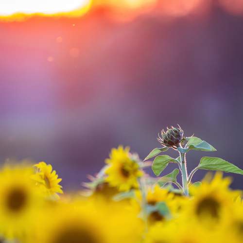 Photo #12590331