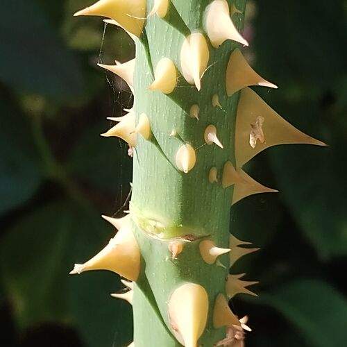 Photo #12590826