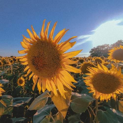 Photo #12591017