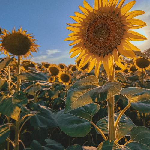 Photo #12591018