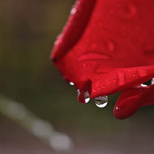Photo #12591296
