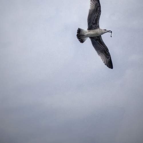 Photo #12591309