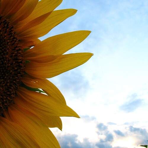 Photo #12591645