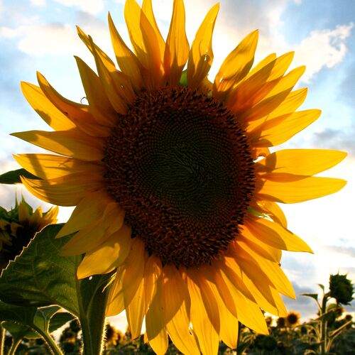 Photo #12591646