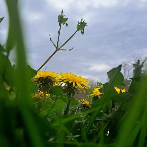 Morning Wish
