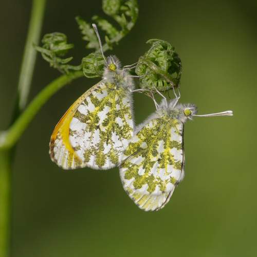 Бабочки зорьки (Anthocharis cardamines).