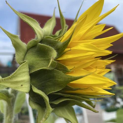 Photo #12593218