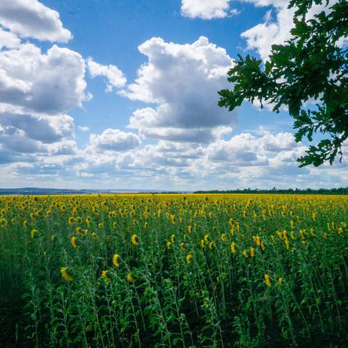 Photo #12593544