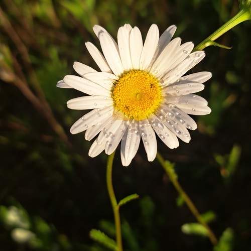 Photo #12593674