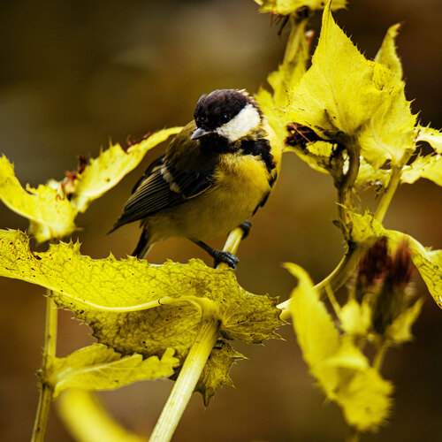 Фотография #12594063