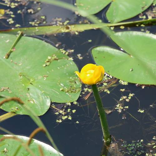 Photo #12594255