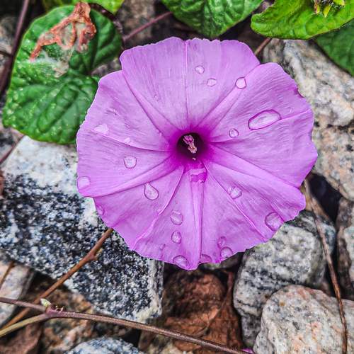 Purple Drops
