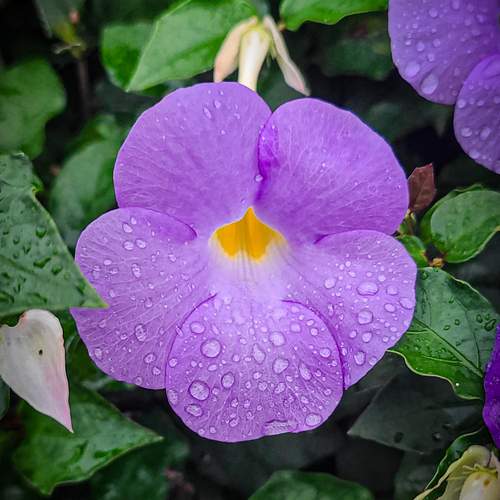Royal Droplets