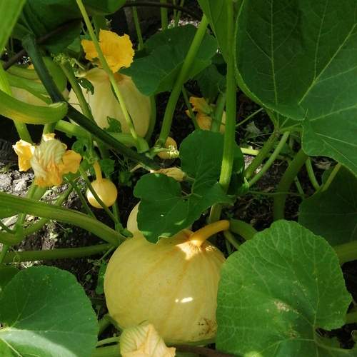Photo #12594547