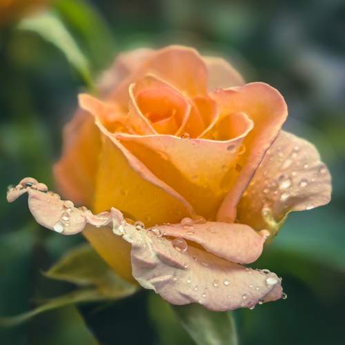 Photo #12594565
