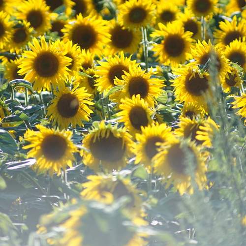 Photo #12594606
