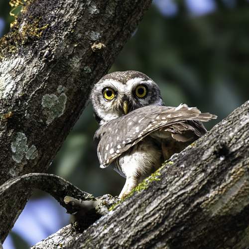 Spotted Owlet....