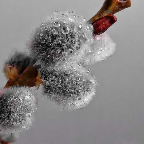 Photo #12595775