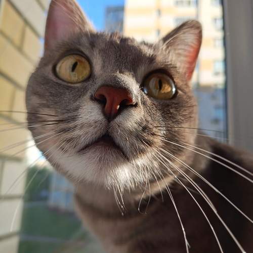 Photo #12596272